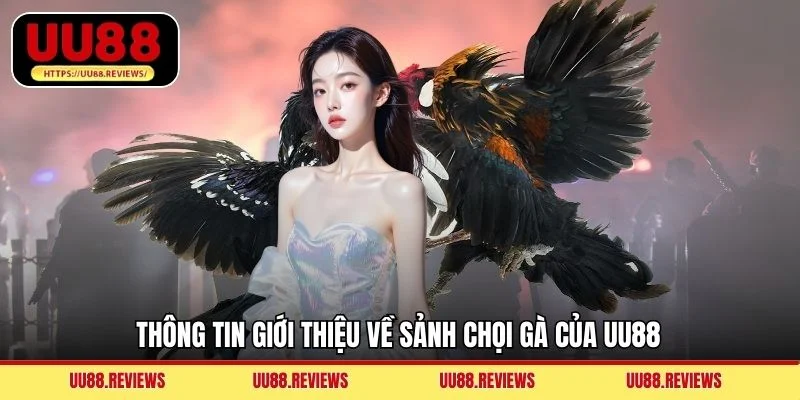 Thông tin giới thiệu về sảnh chọi gà của UU88
